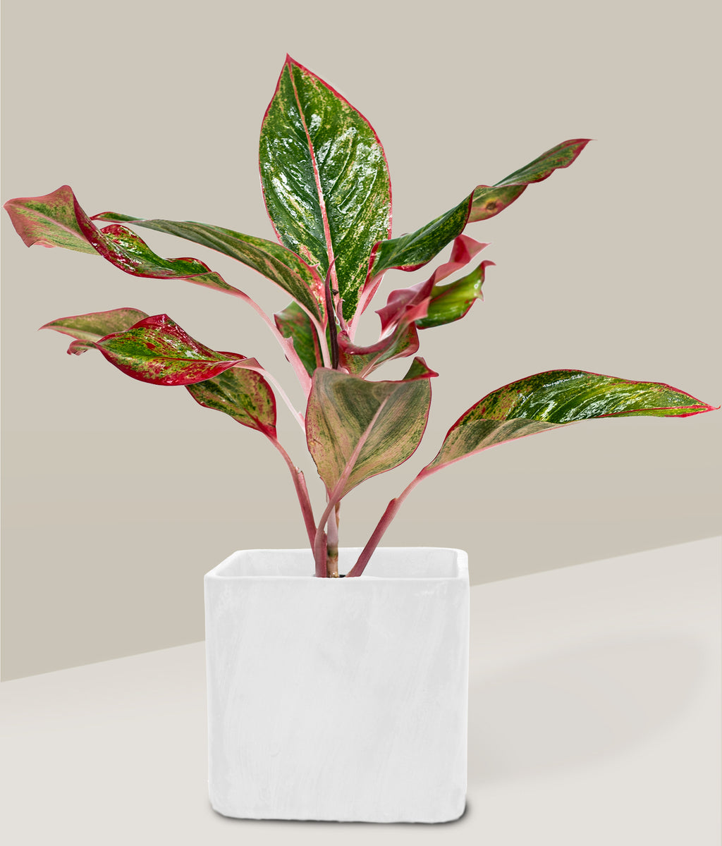 planta aglaonema dolar Aglaonema Lady Valentine – PLANTITAMX