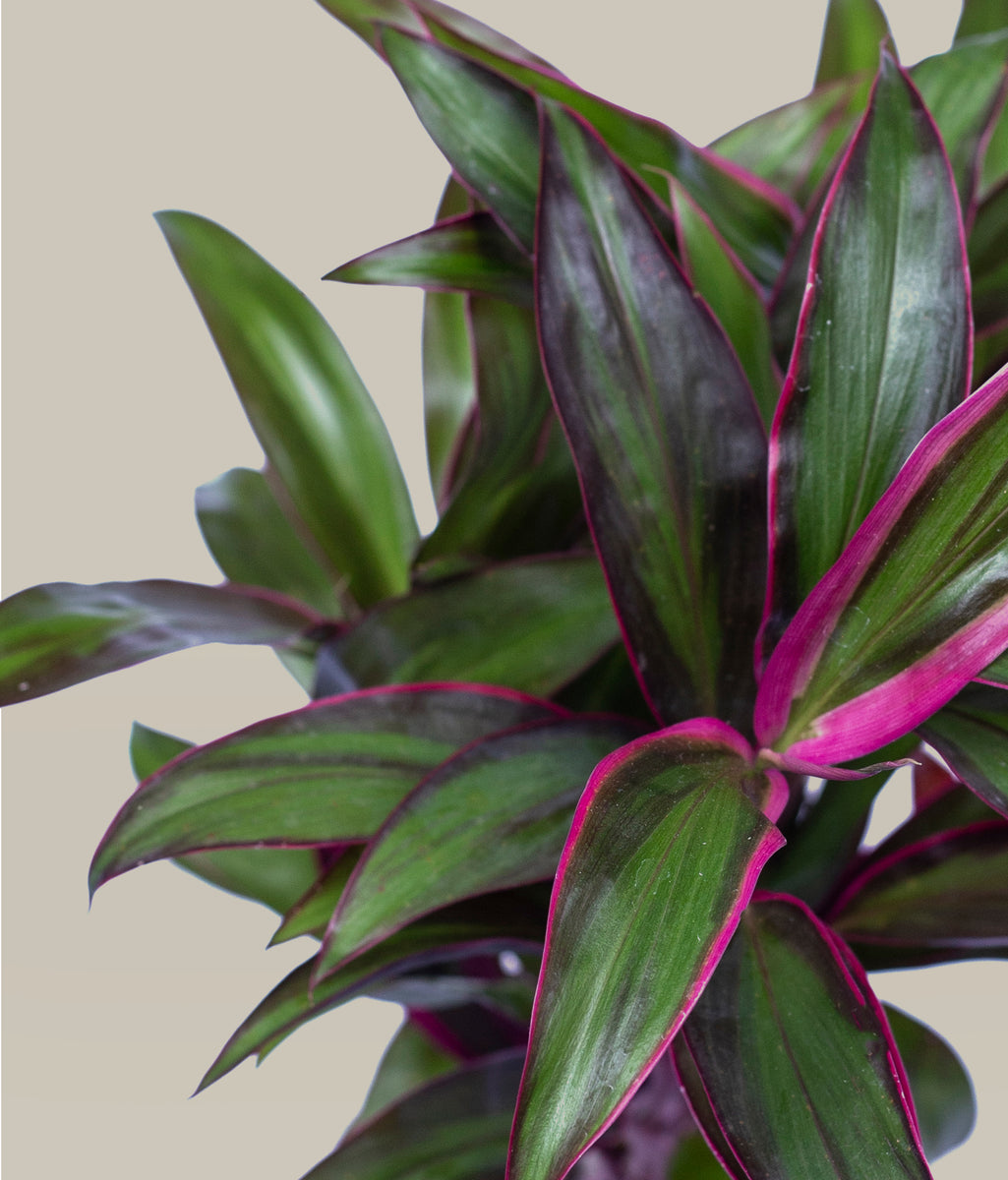 dracaena roja Drácena Roja Medium – PLANTITAMX