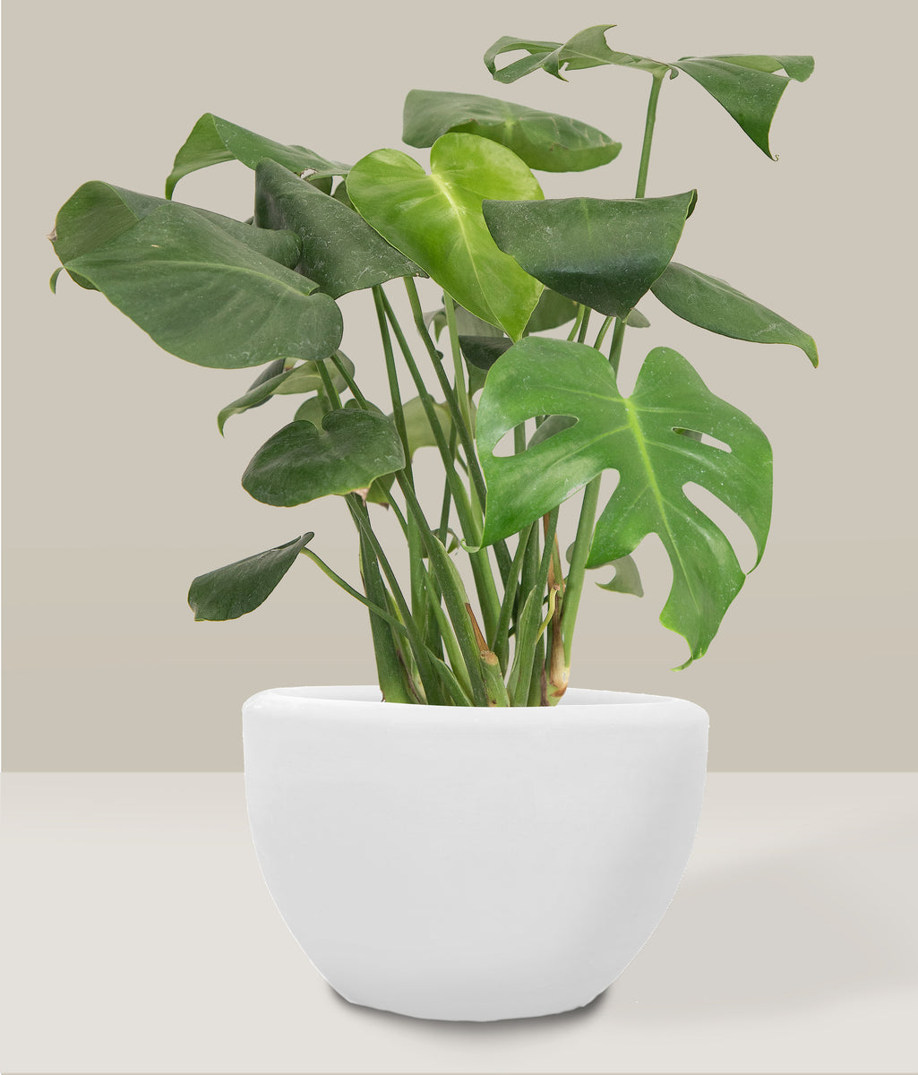 monstera deliciosa precio méxico Monstera Deliciosa – PLANTITAMX