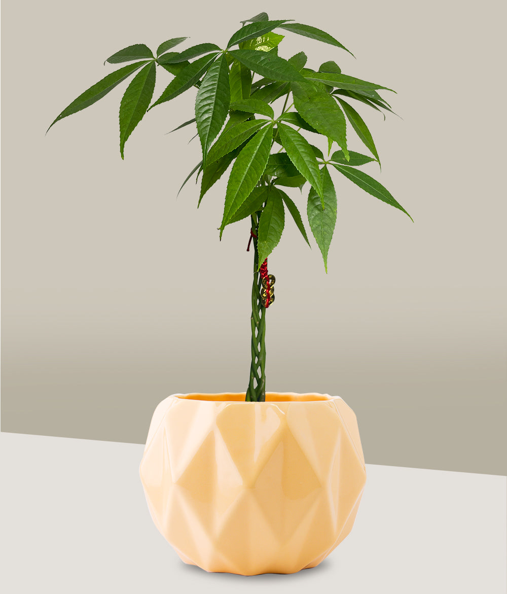 arbol money tree Pachira, Árbol del Dinero – PLANTITAMX