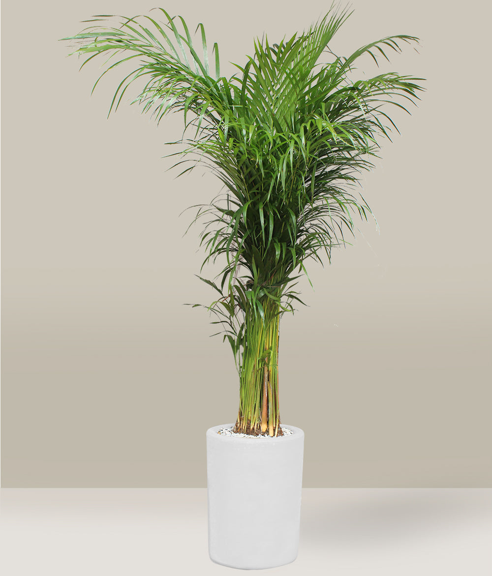 strike 3 herbicide Triplet SF Selective Post-Emergent Broadleaf Herbicide   HomeandGardenSupply.com