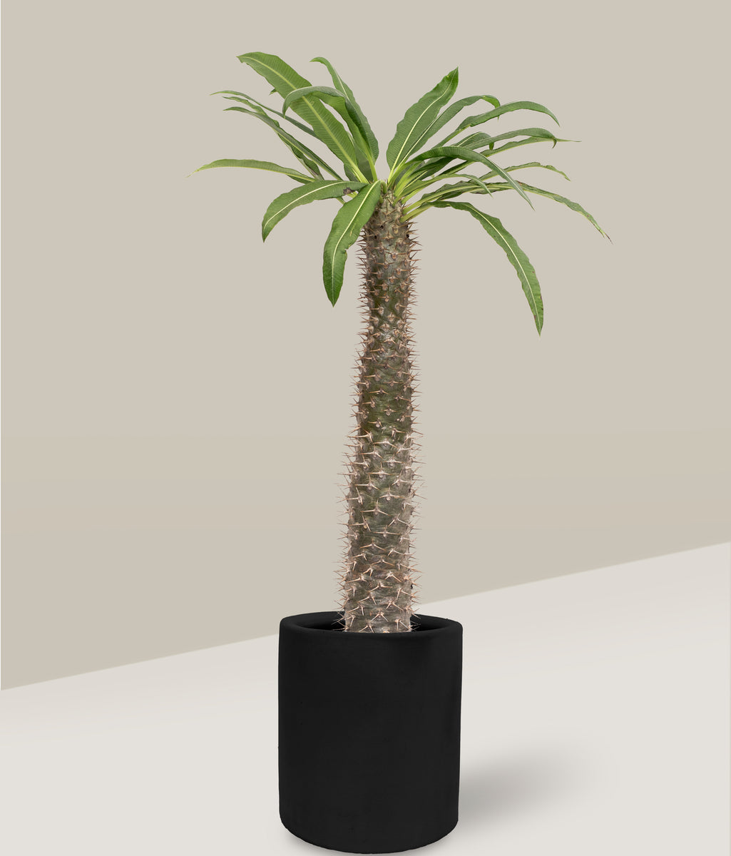 planta palma de madagascar Palma de Madagascar – PLANTITAMX