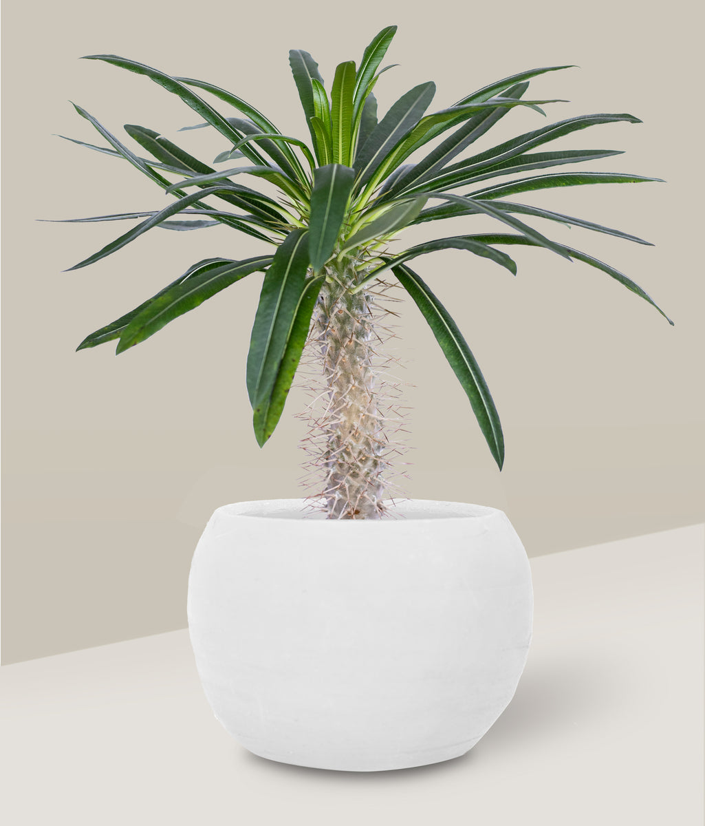 planta palma de madagascar Palma de Madagascar Petit – PLANTITAMX