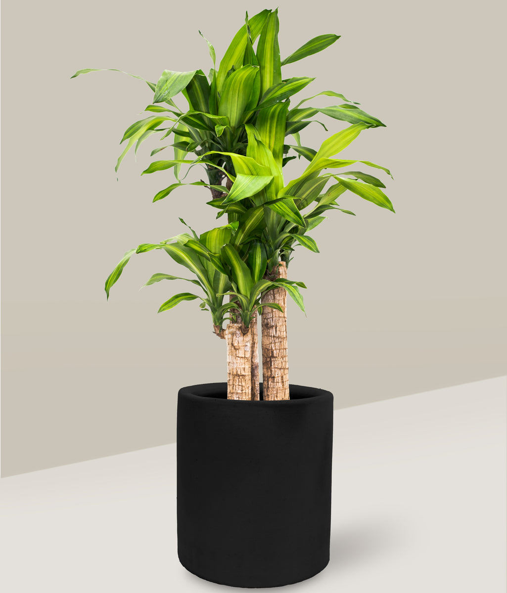 dracaena palo de brasil Palo de Brasil de 3 Palos – PLANTITAMX