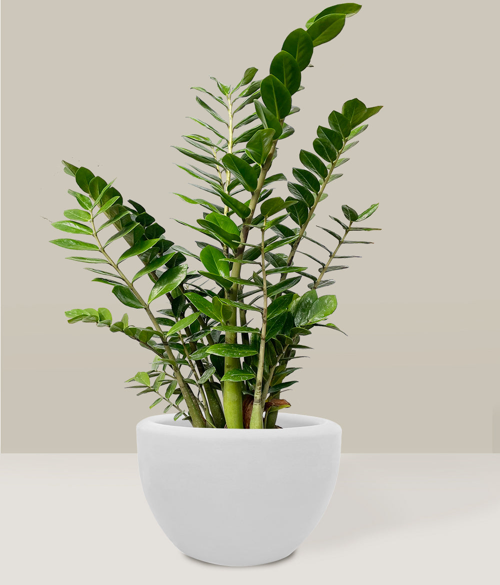planta zz precio Zamioculca – PLANTITAMX