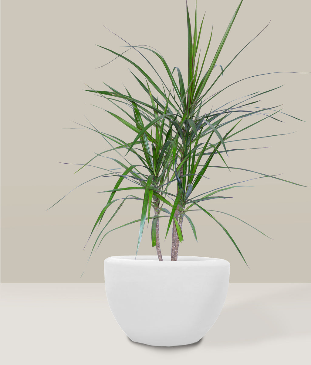 dracaena marginata precio Drácena Marginata – PLANTITAMX