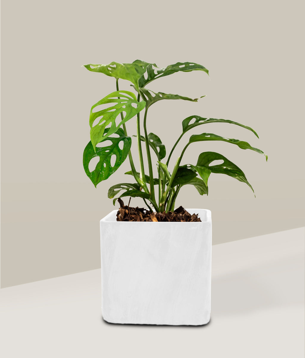 planta monstera esqueleto Esqueleto – PLANTITAMX