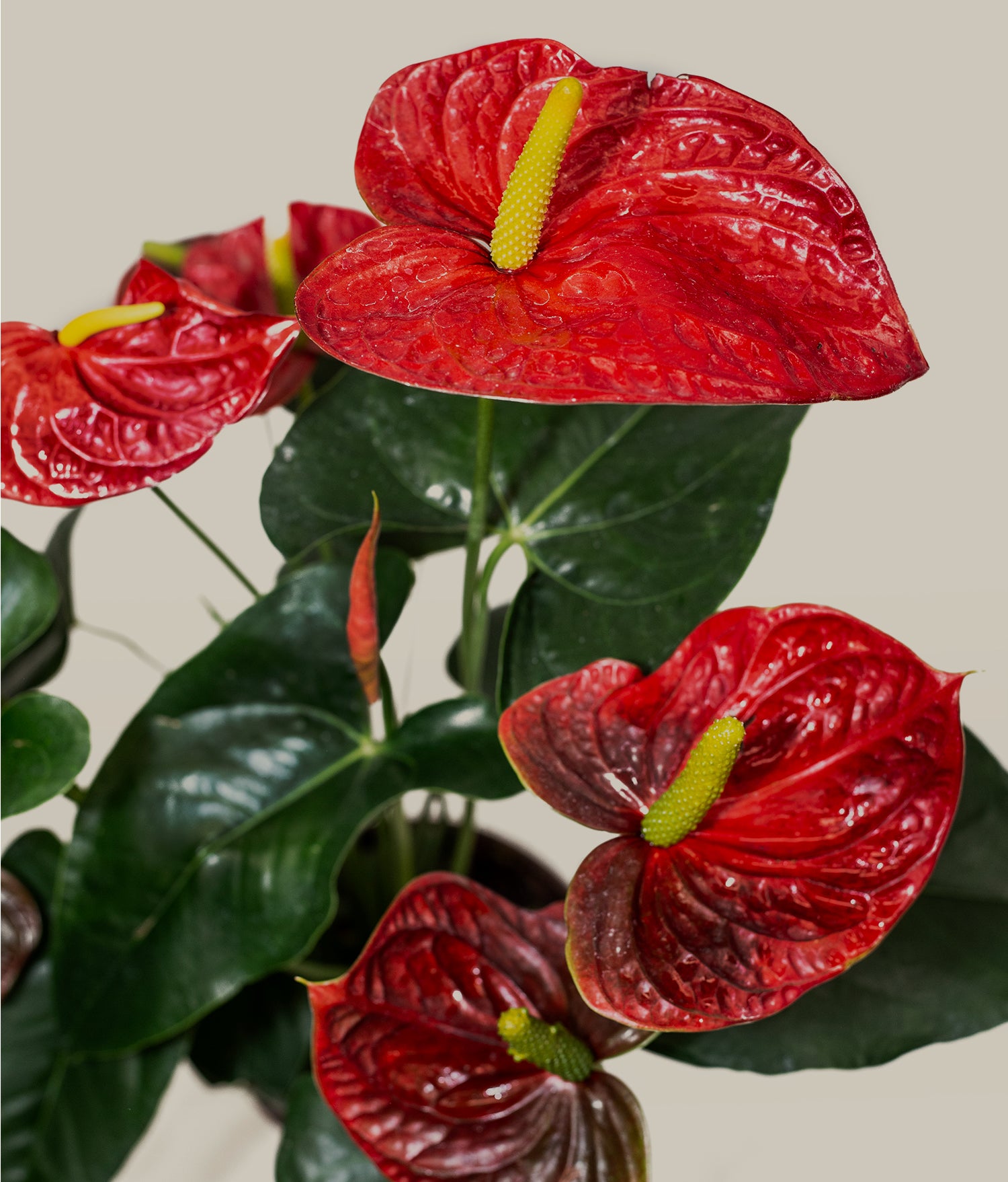 anthurium precio Anturio – PLANTITAMX