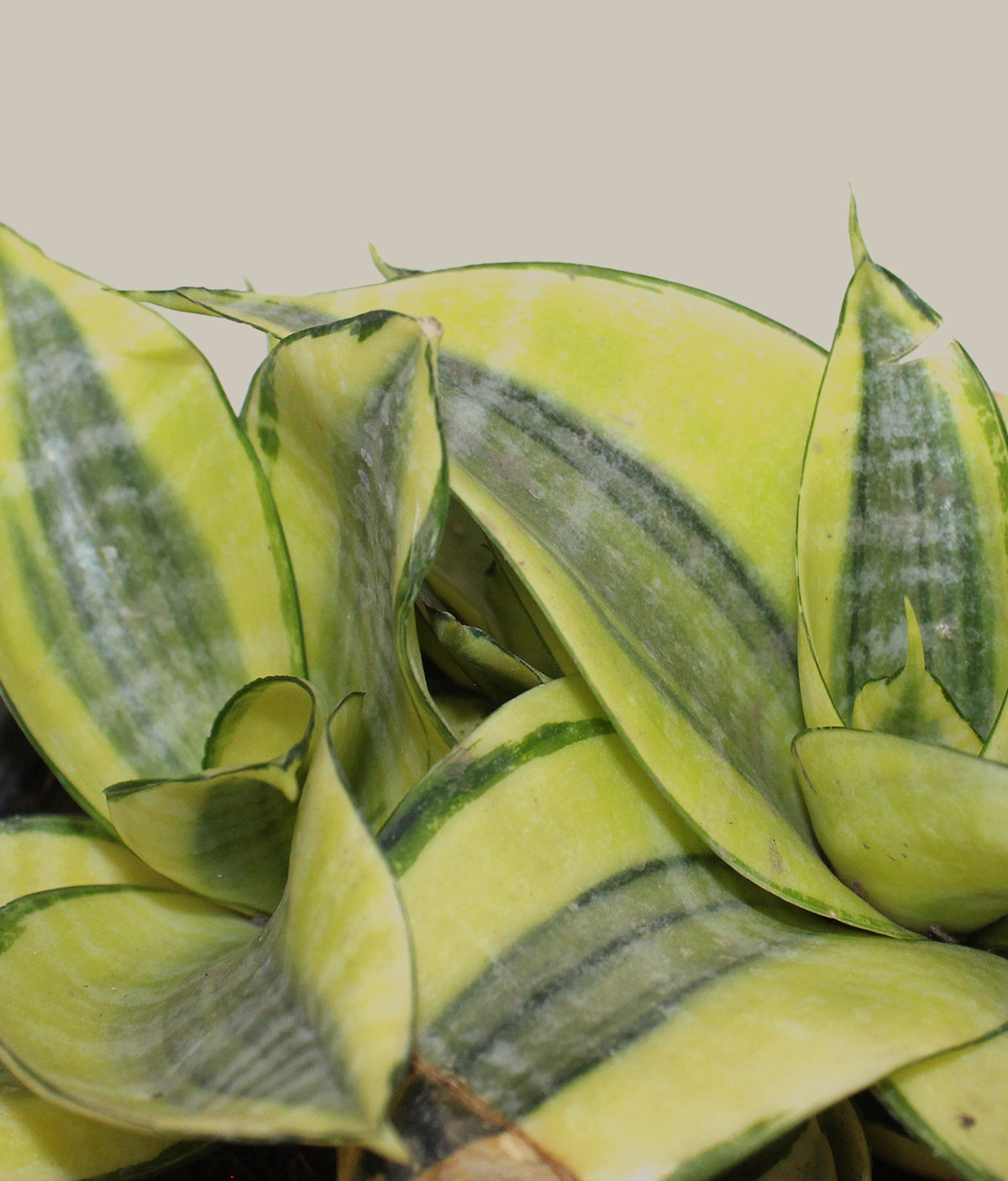 sansevieria golden hahnii cuidados Sansevieria Trifasciata Hahnii Golden – PLANTITAMX