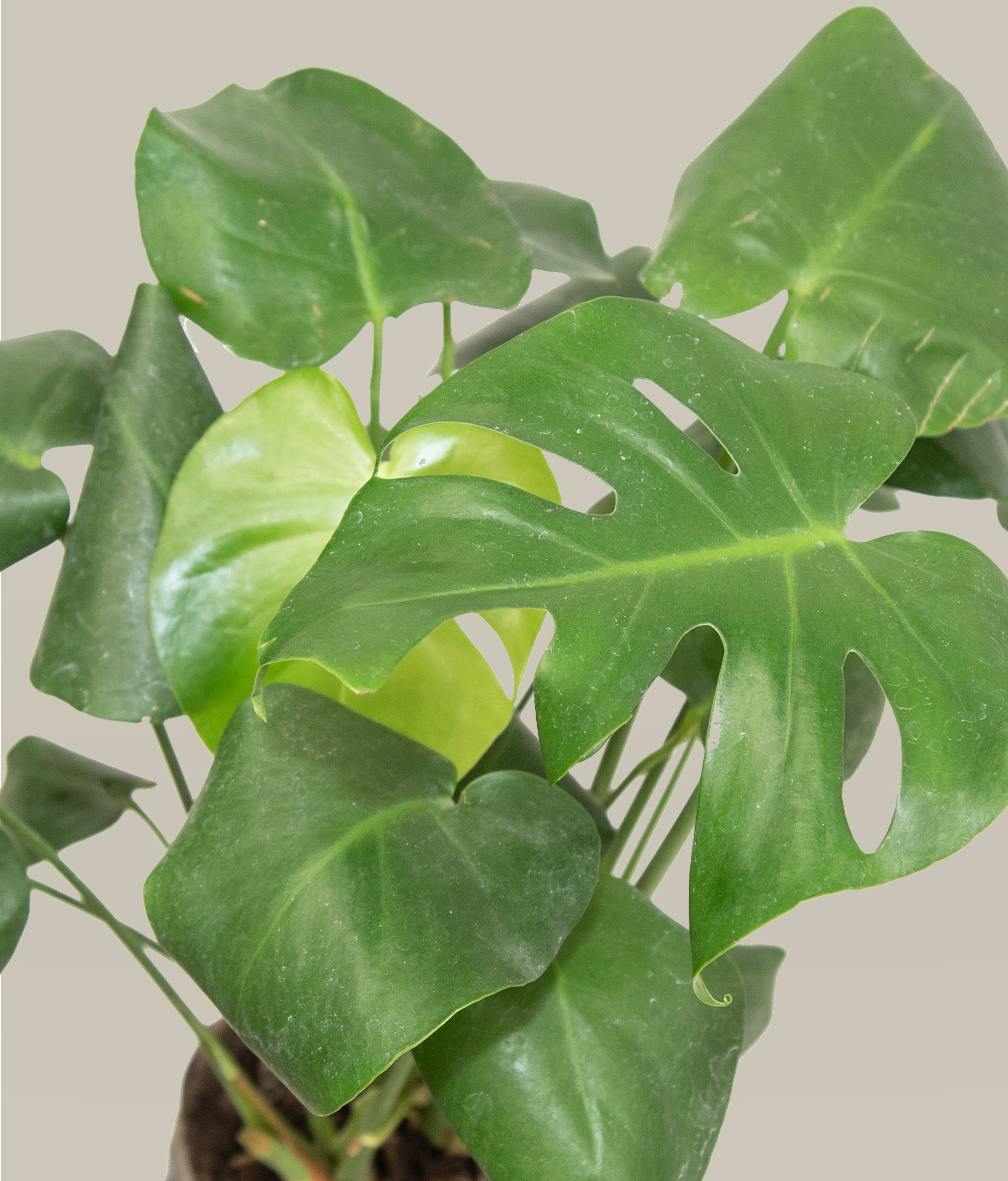 planta monstera precio Monstera Deliciosa – PLANTITAMX