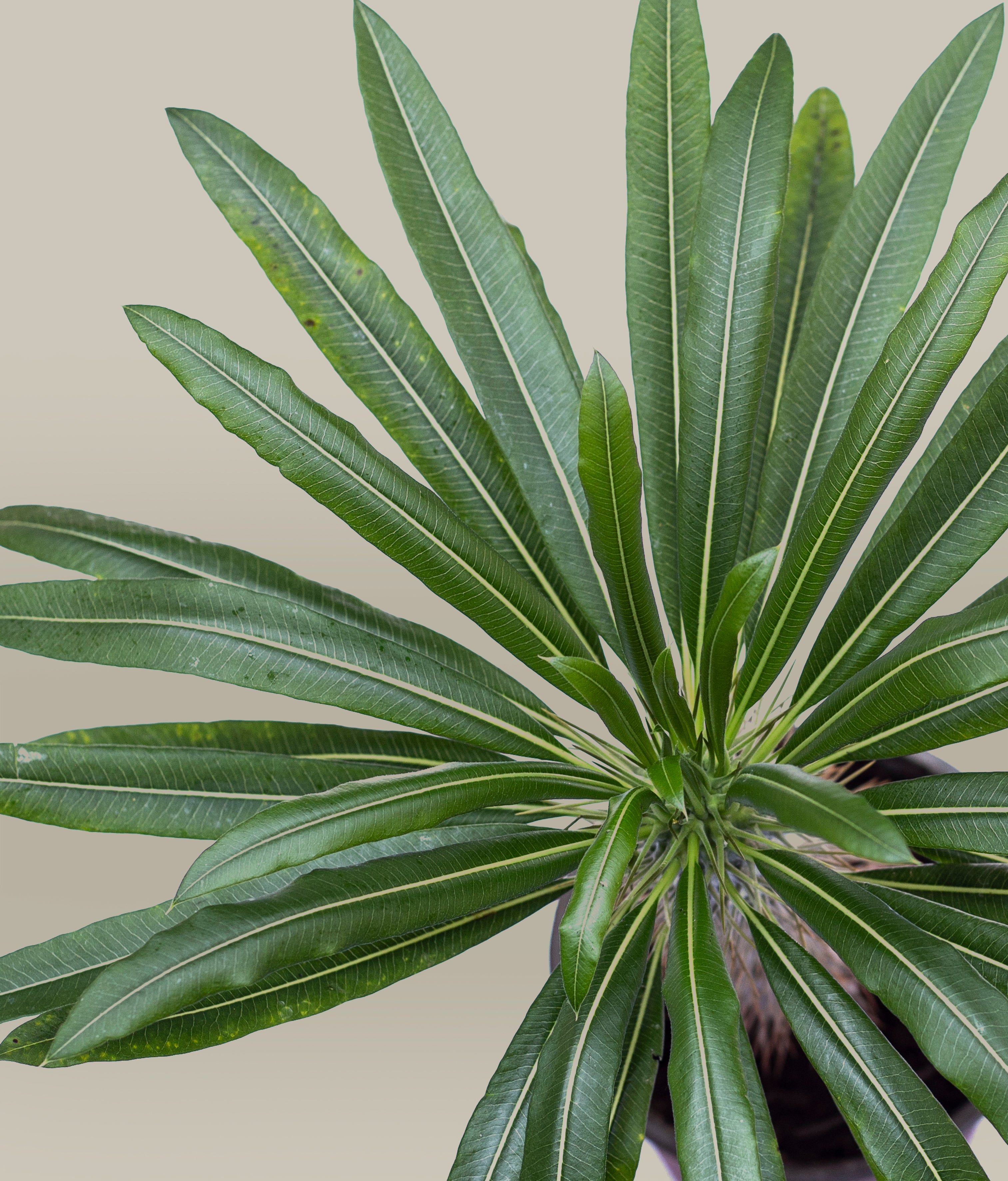 planta palma de madagascar Palma de Madagascar Petit – PLANTITAMX