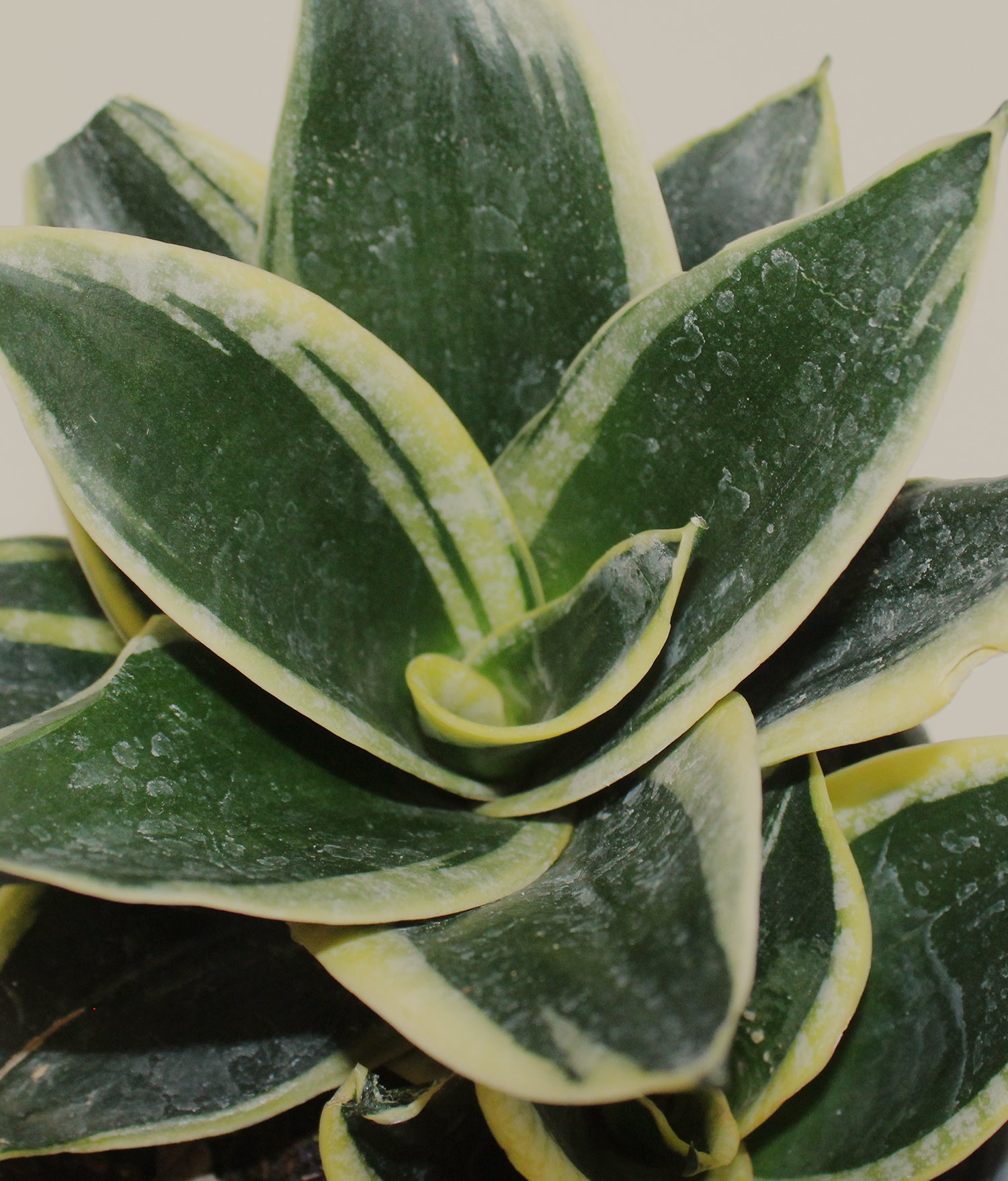 sansevieria verde Sansevieria Trifasciata Hahnii Verde – PLANTITAMX