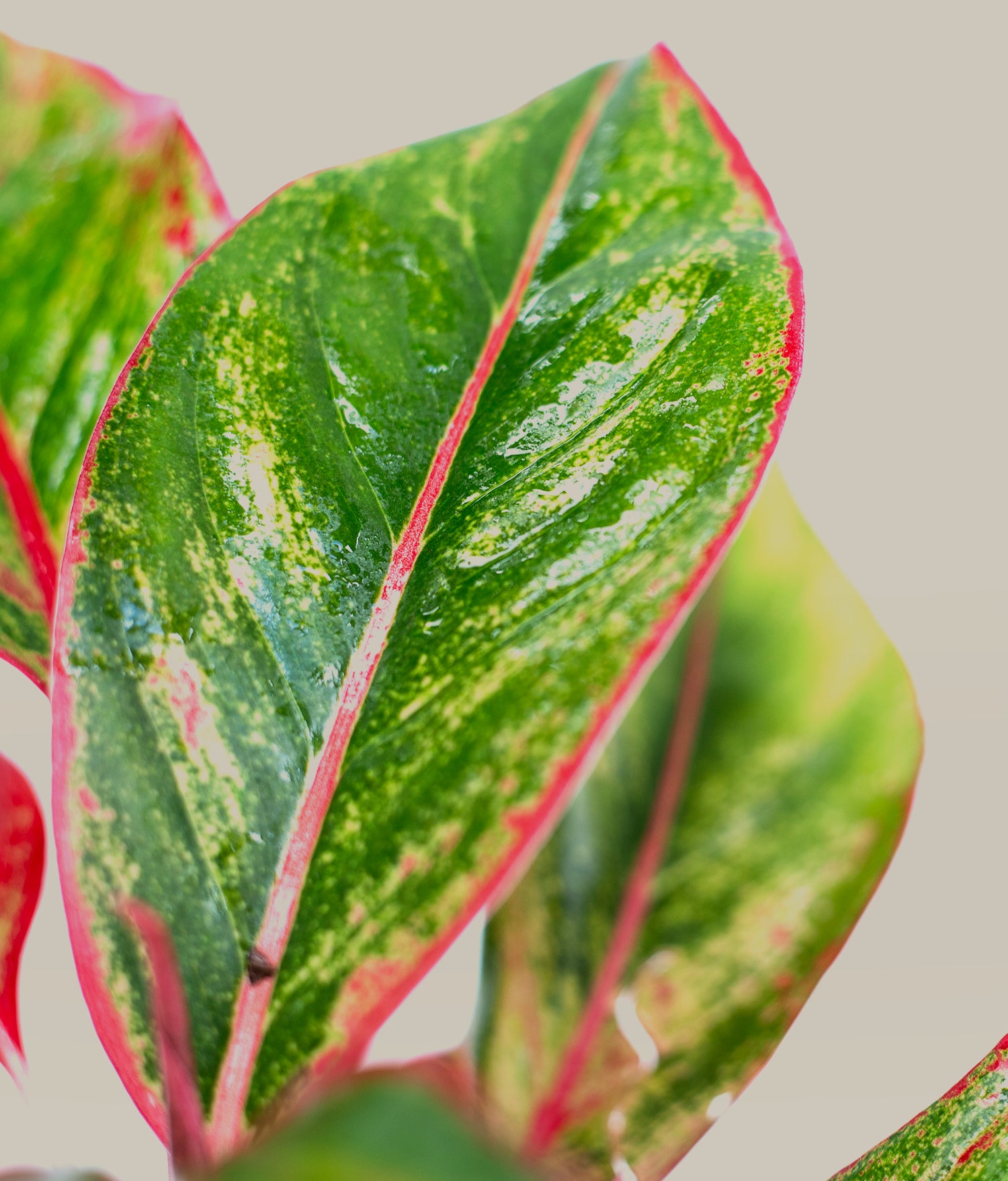 aglaonema roja precio Aglaonema Lady Valentine – PLANTITAMX